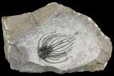Rare, Spiny Heliopeltis Trilobite - Issoumour, Morocco #166122-1